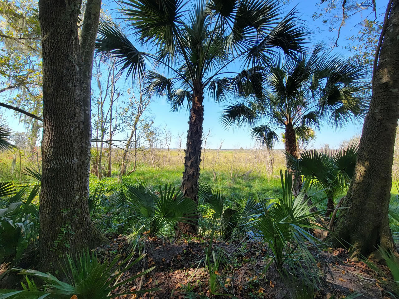 View from the rear of our park