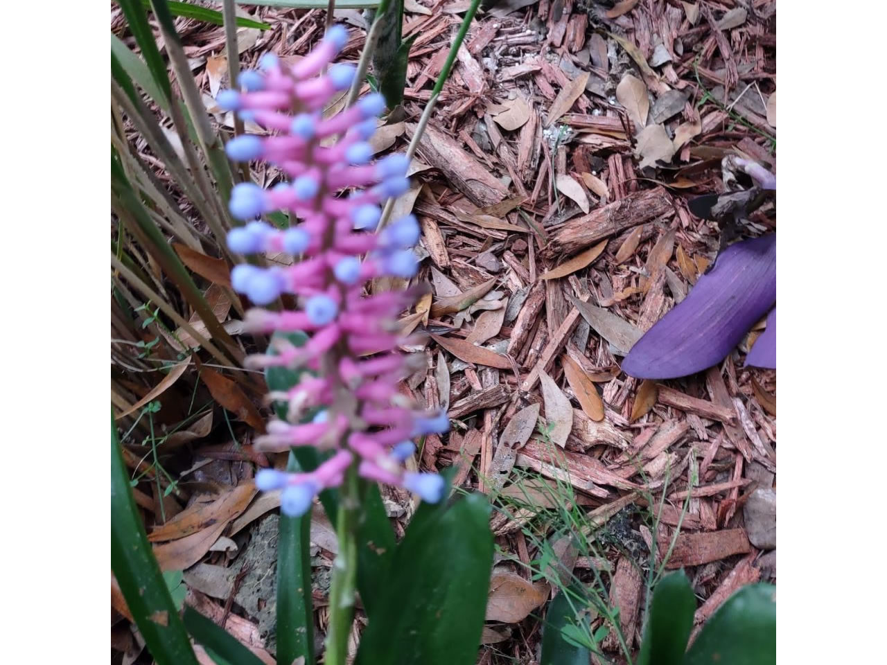 Match Stick Flower At Citra Royal Palm RV Park