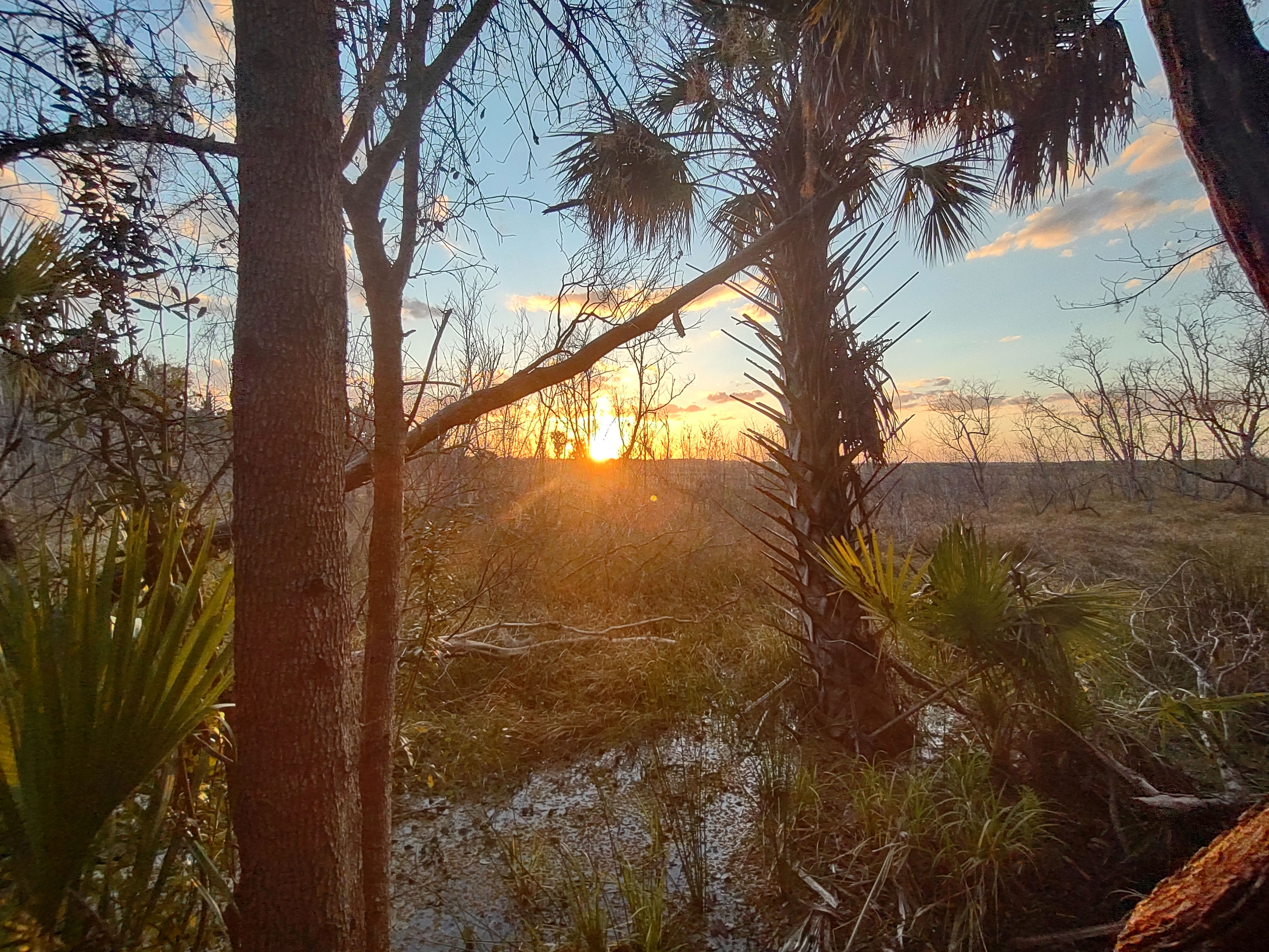 Surrounded by nature - cypress trees, live oaks, sabal palms, hawks, hummingbirds, owls, and much more