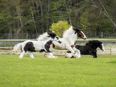 So Many Horse Farms In Ocala - We are in the Golden Corridor