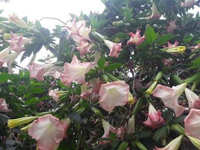 Beautiful Angels Trumpets At Citra Royal Palm RV Park